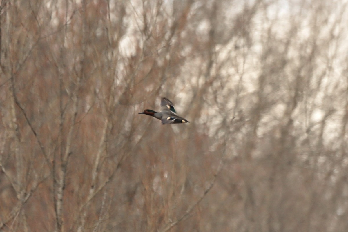 Чирянка мала (підвид carolinensis) - ML632731421