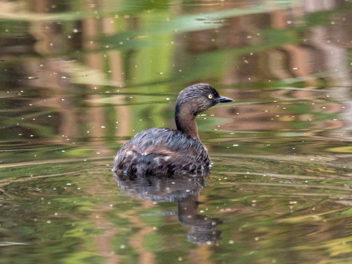 New Zealand Grebe - ML632731460