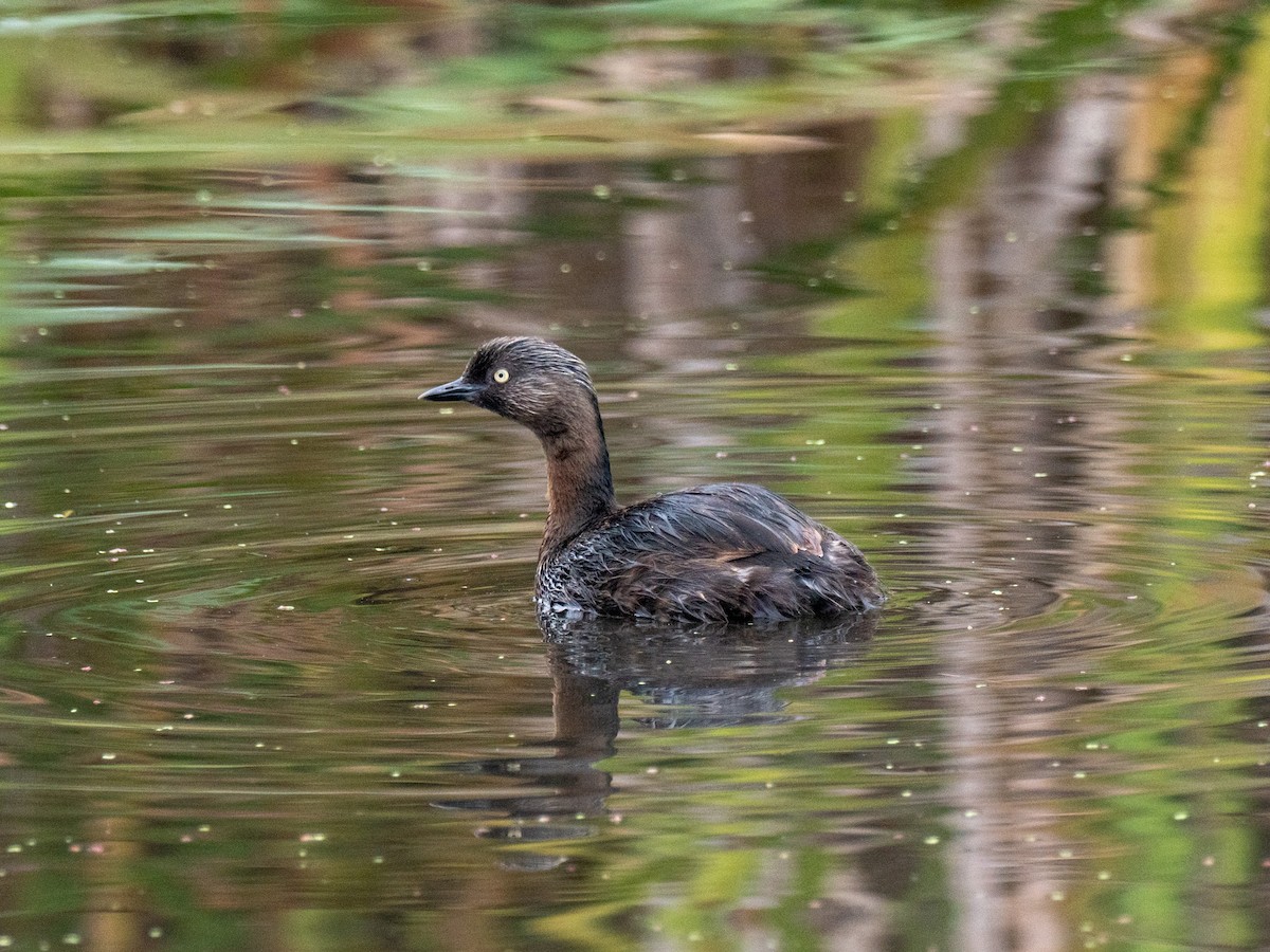 New Zealand Grebe - ML632731461