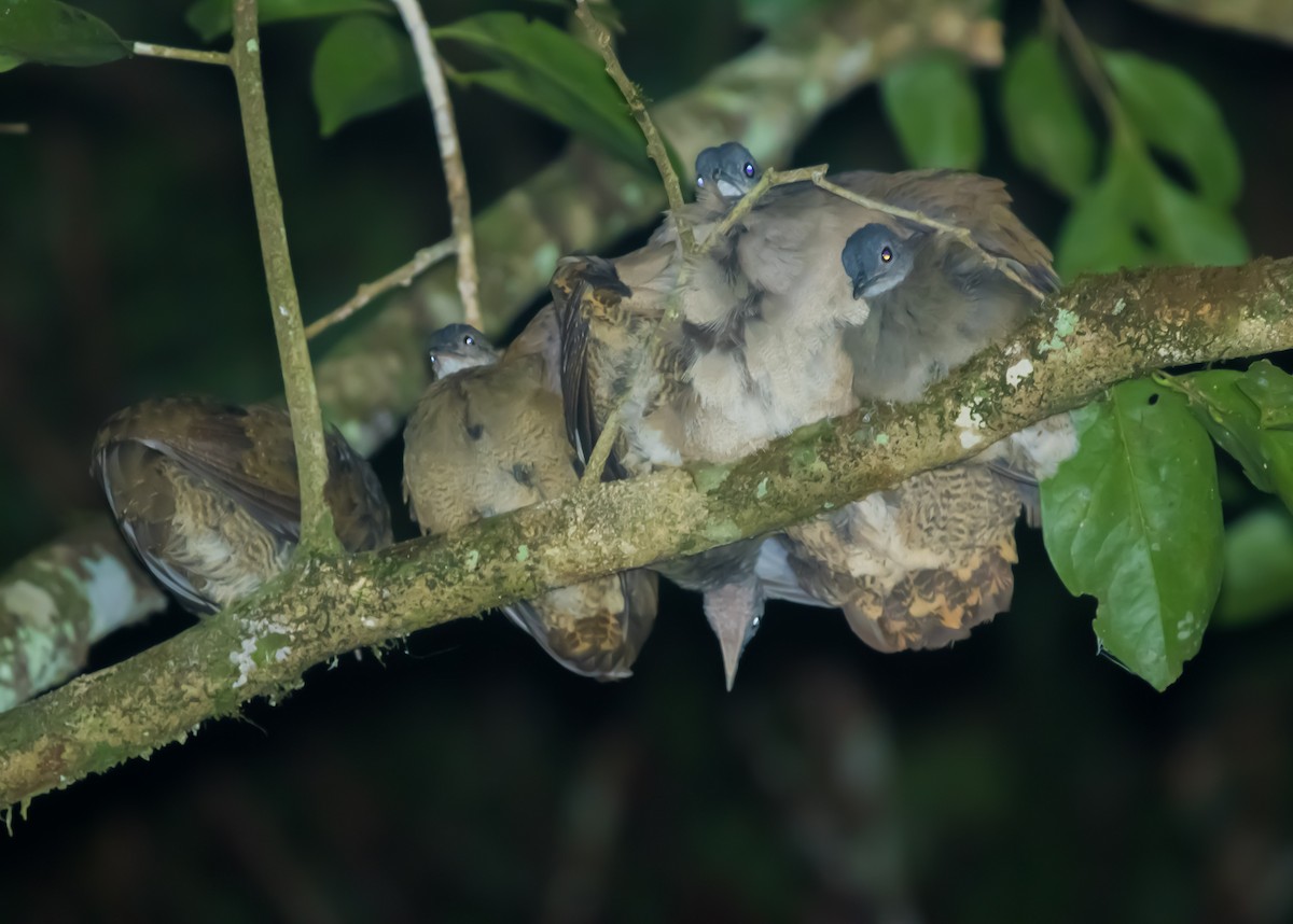 Great Tinamou - ML632731758