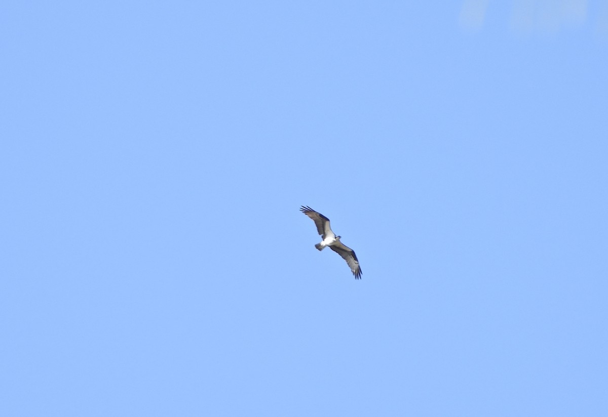 Osprey - ML632731915