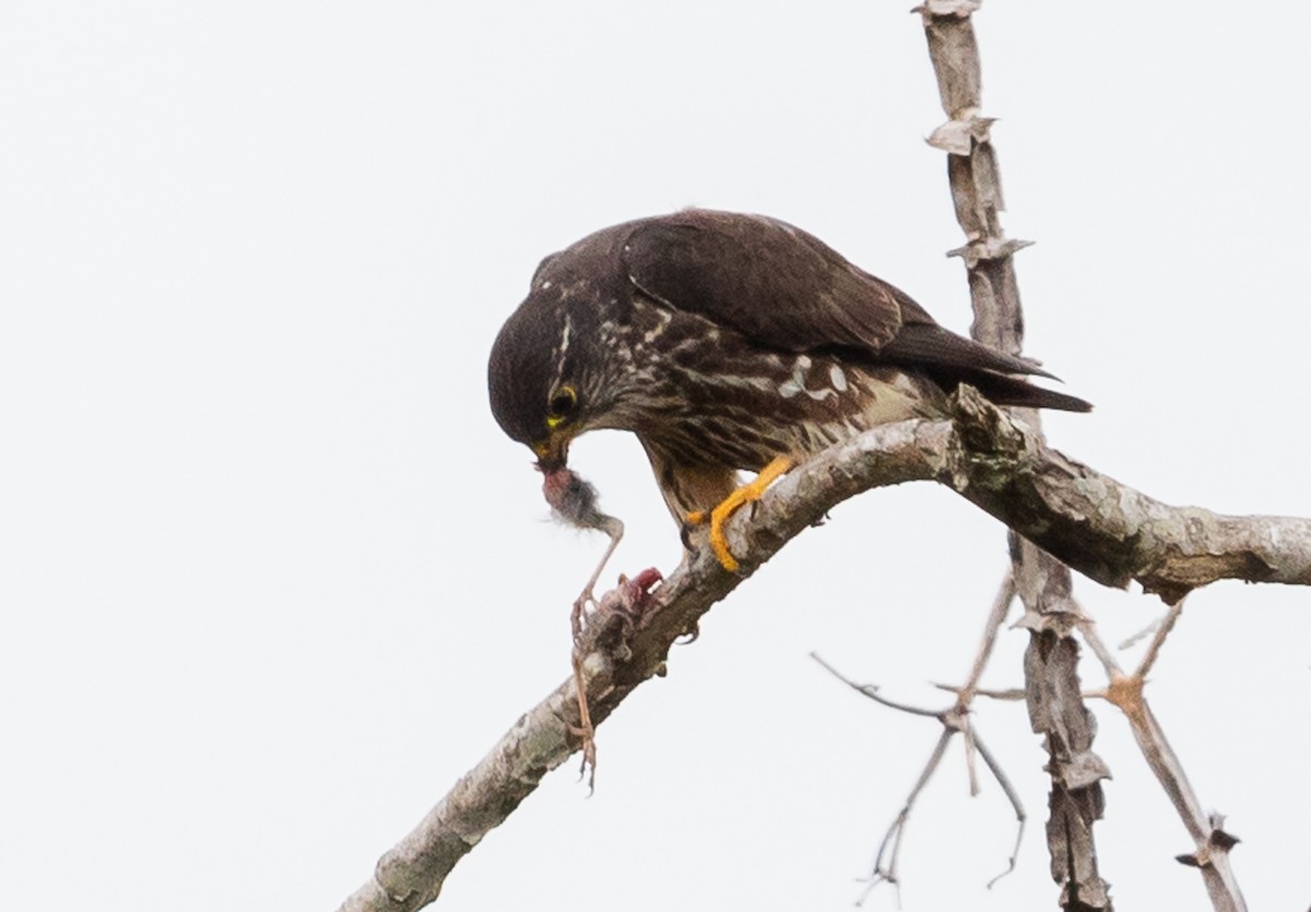 Merlin - ML632732017