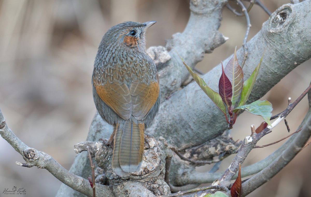 Streaked Laughingthrush - ML632732159