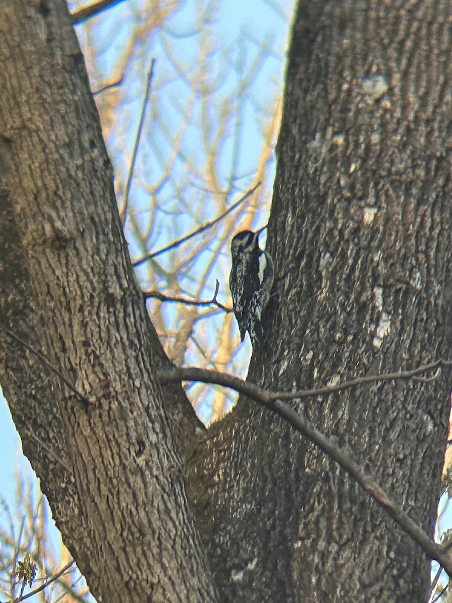 Yellow-bellied Sapsucker - ML632732230