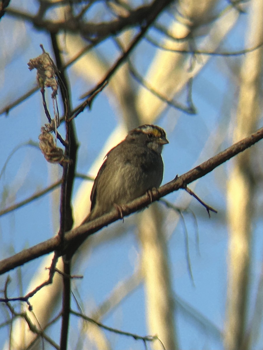 White-throated Sparrow - ML632732253