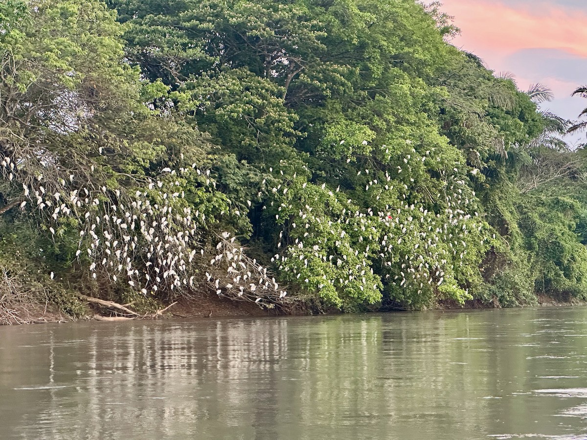 Western Cattle-Egret - ML632732417