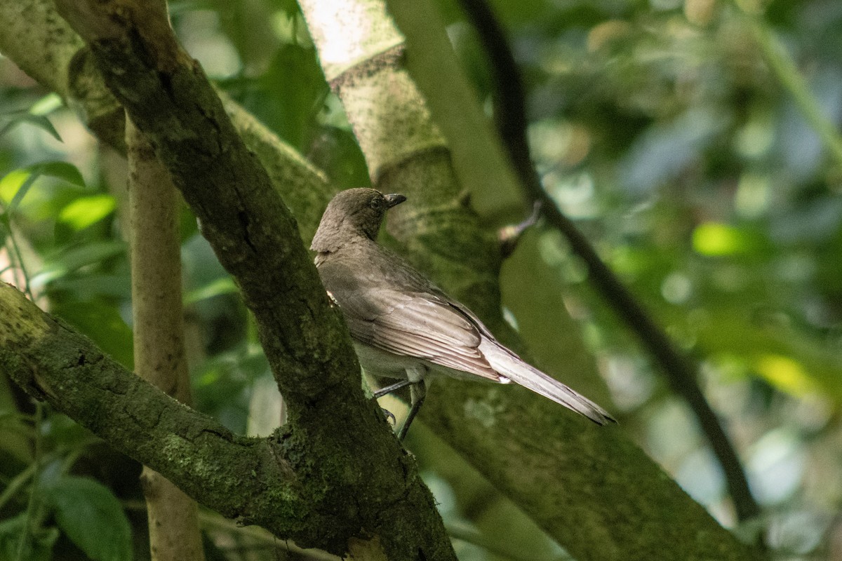 Black-billed Thrush - ML632732523