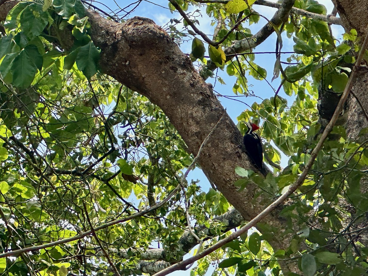 Lineated Woodpecker - ML632732532