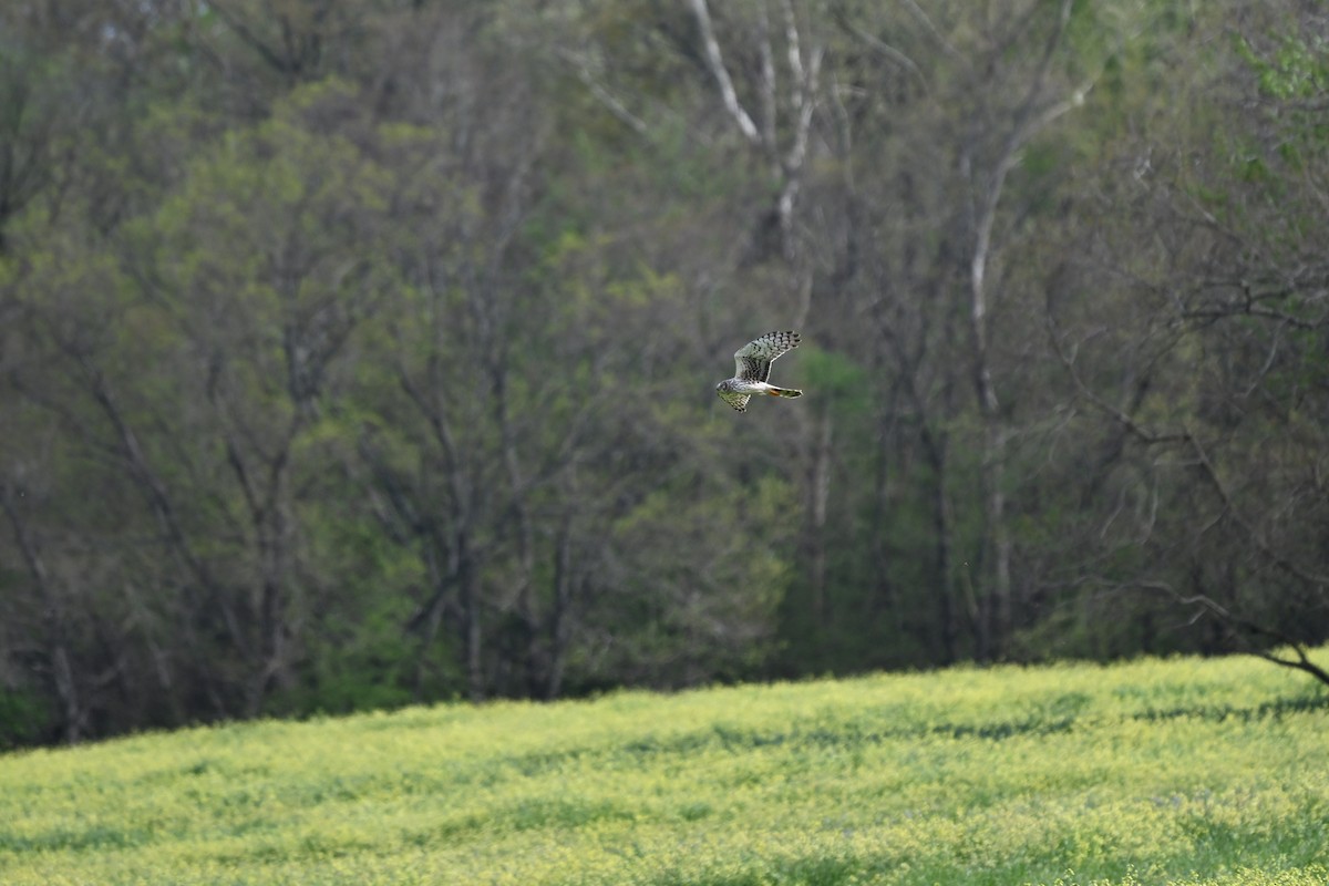 Northern Harrier - ML632732538