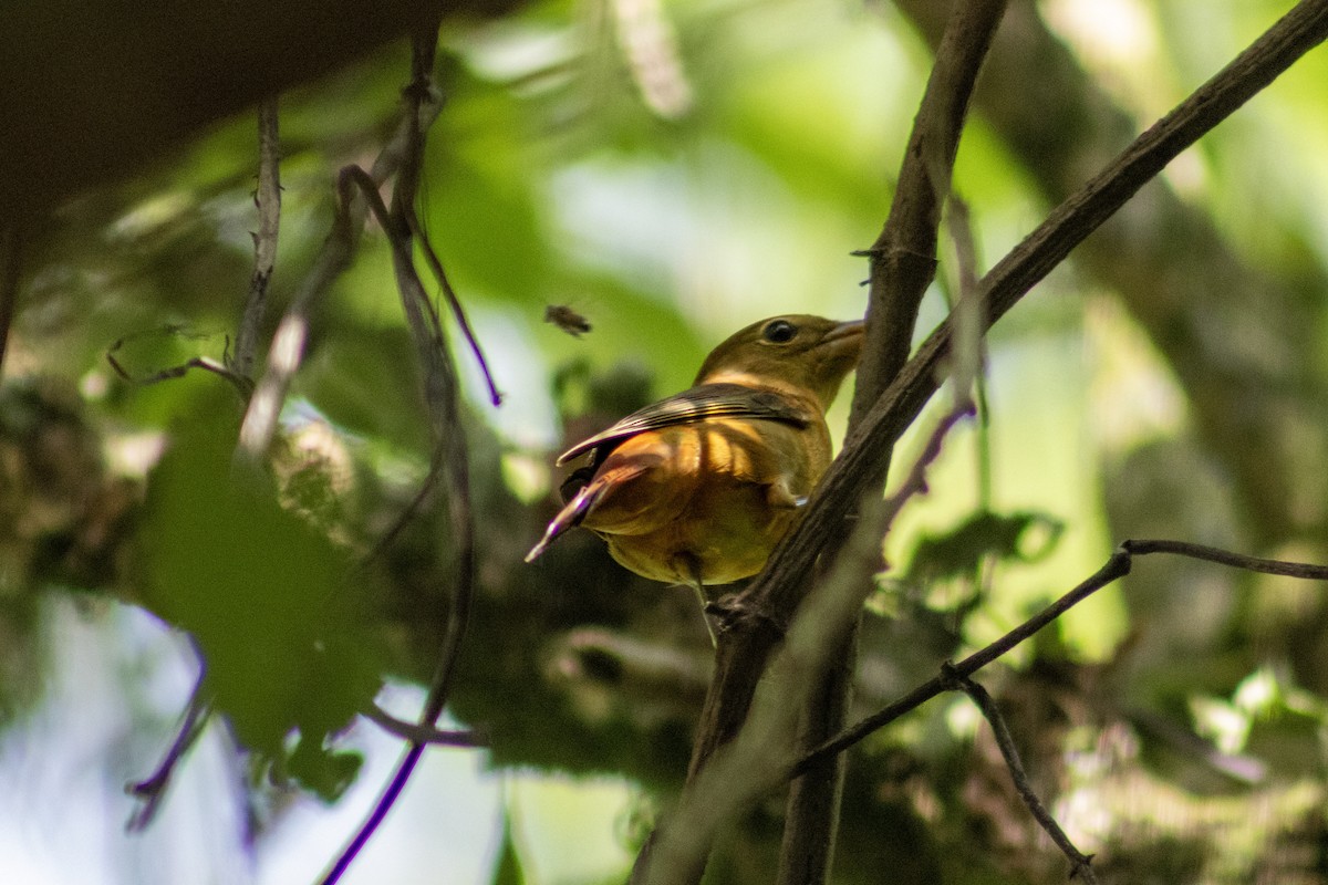 Summer Tanager - ML632732550