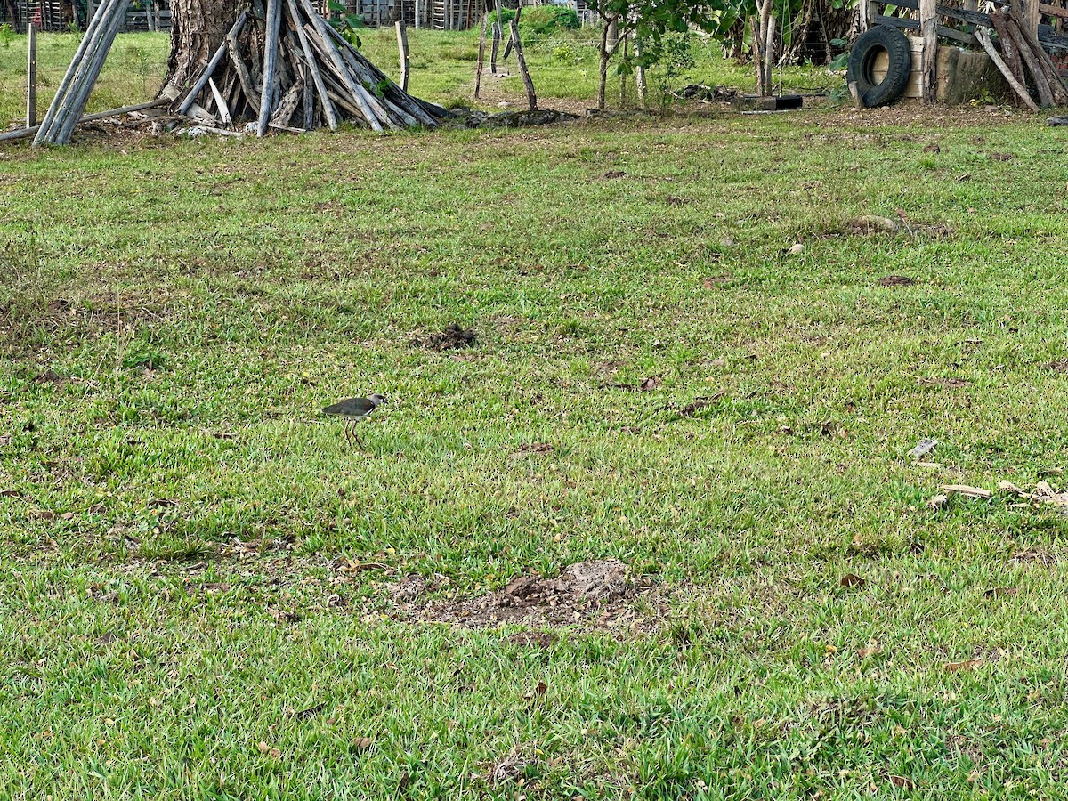 Southern Lapwing - ML632732589