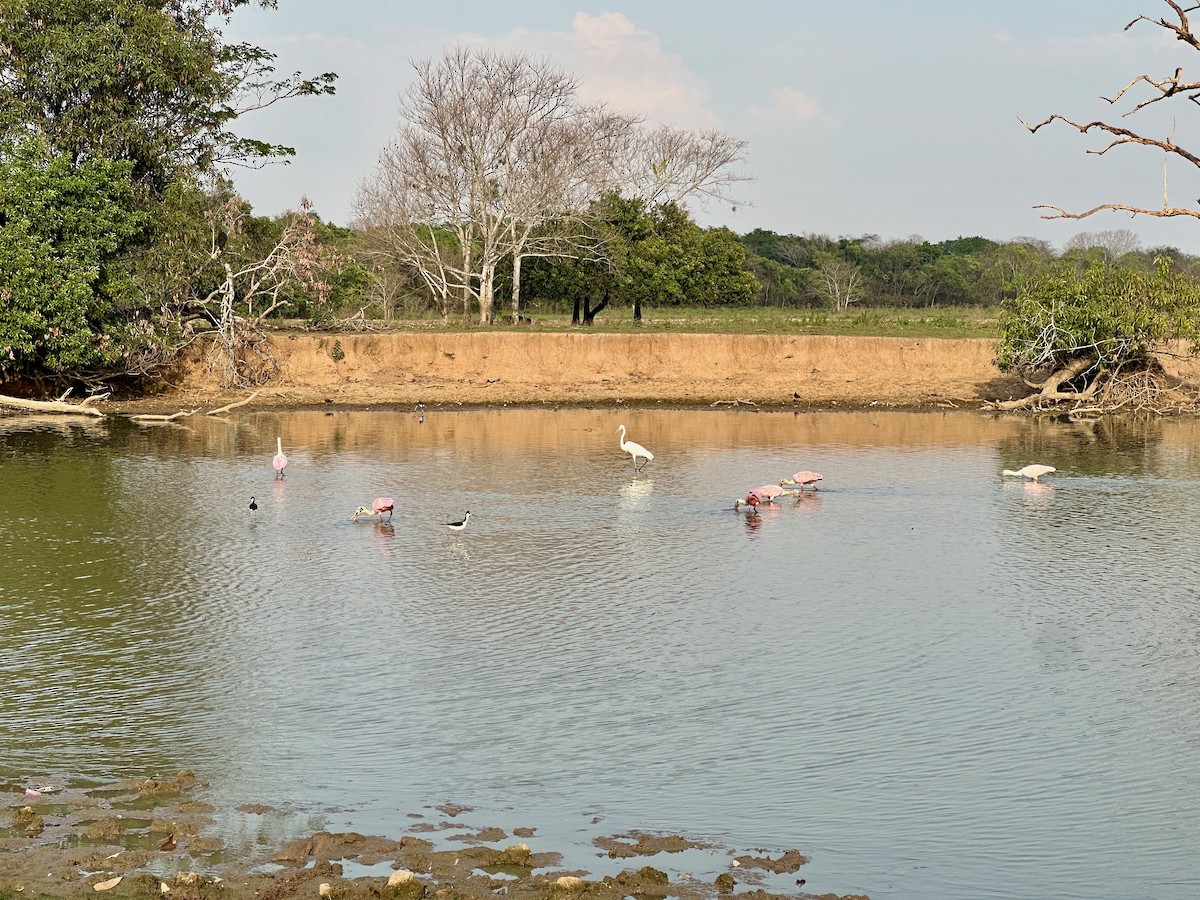 Roseate Spoonbill - ML632732639