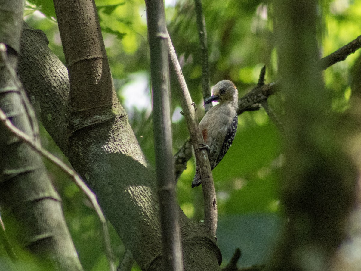 Red-crowned Woodpecker - ML632732670