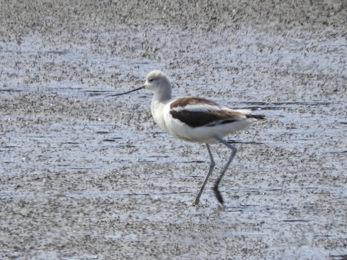 American Avocet - ML632732852