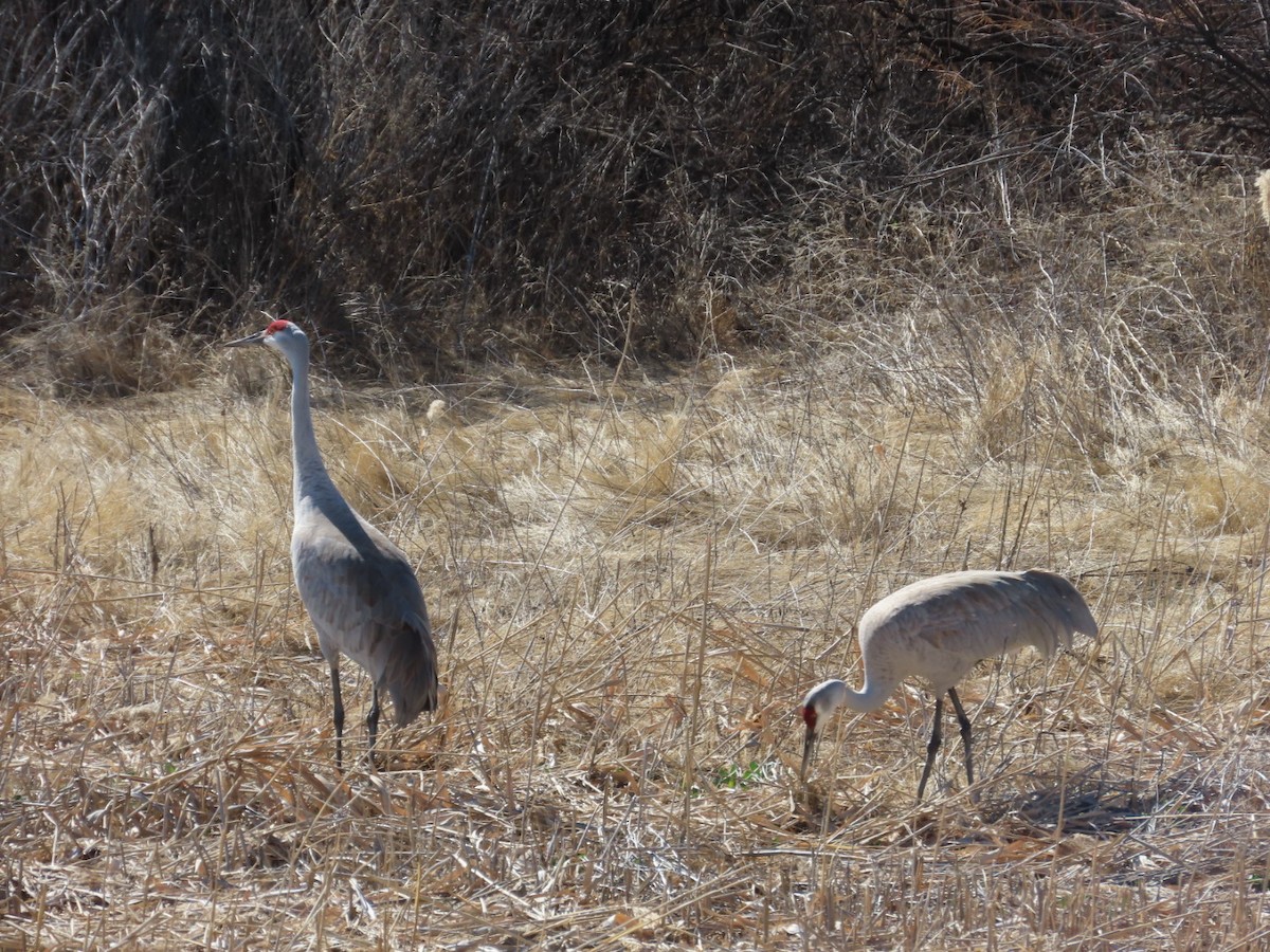 Grulla Canadiense - ML632732943