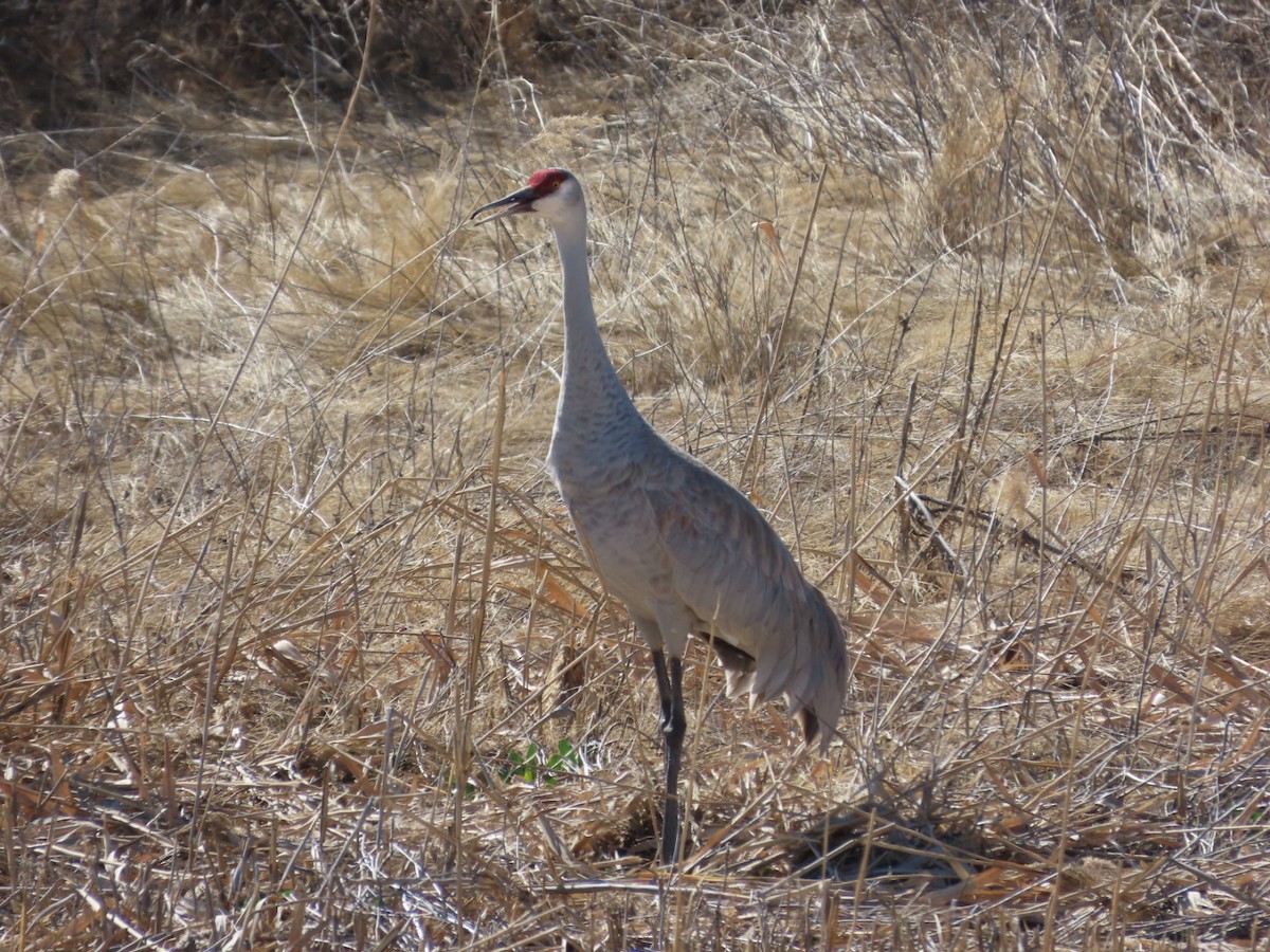 Grulla Canadiense - ML632732944