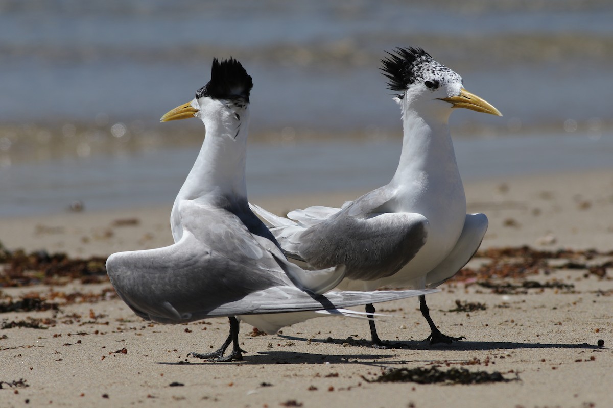 Great Crested Tern - ML632733072