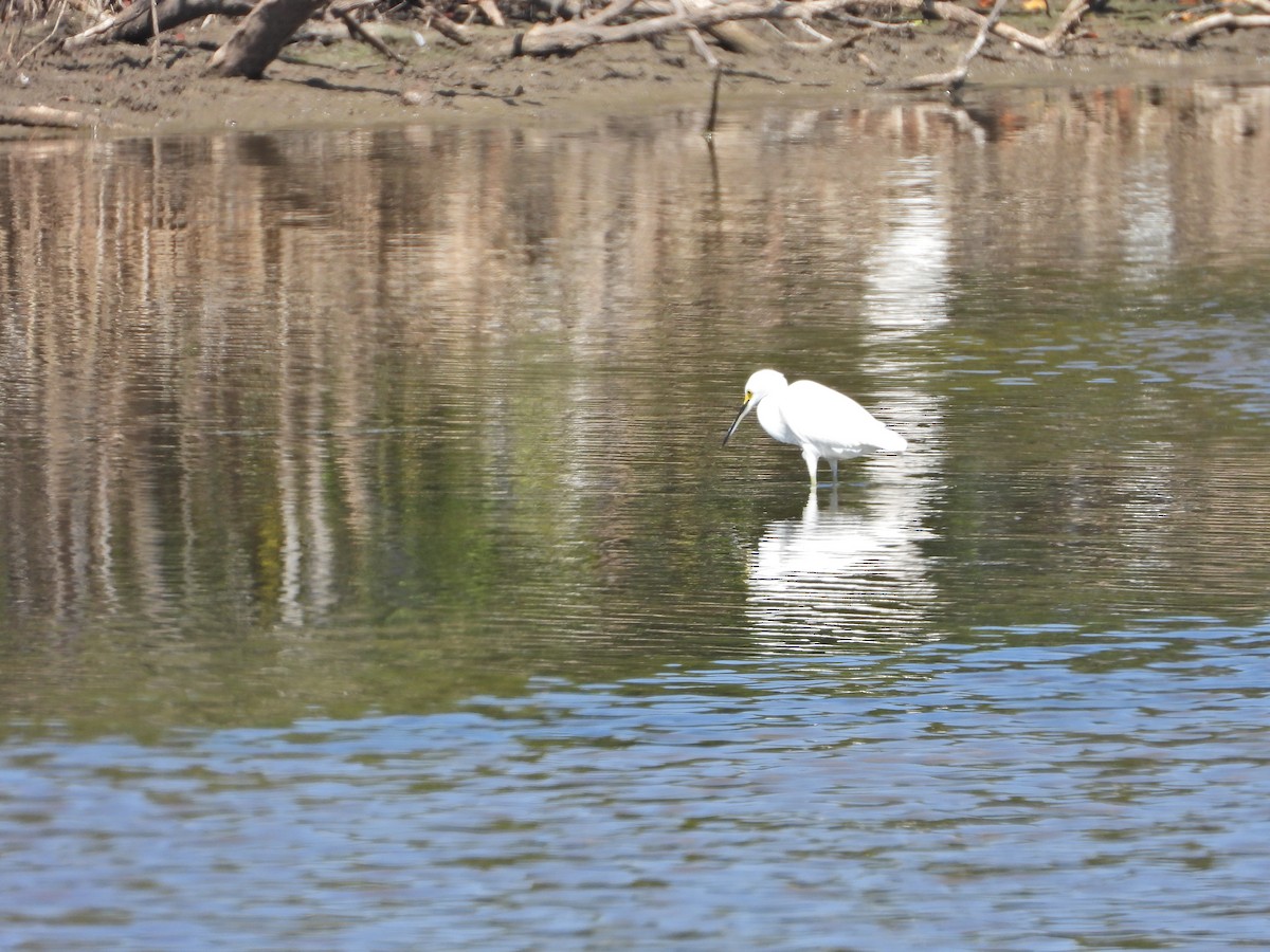 Snowy Egret - ML632733229