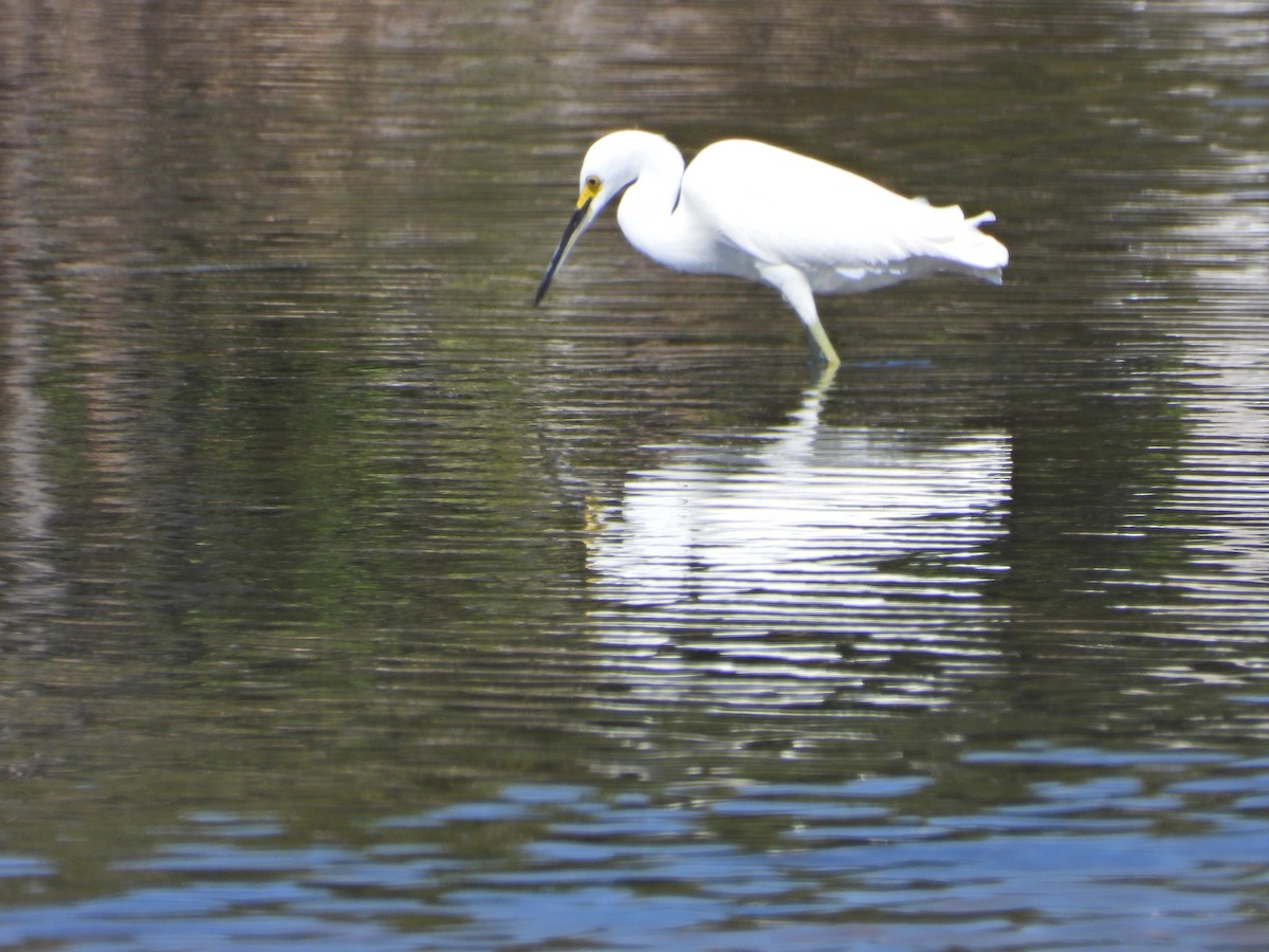 Snowy Egret - ML632733231