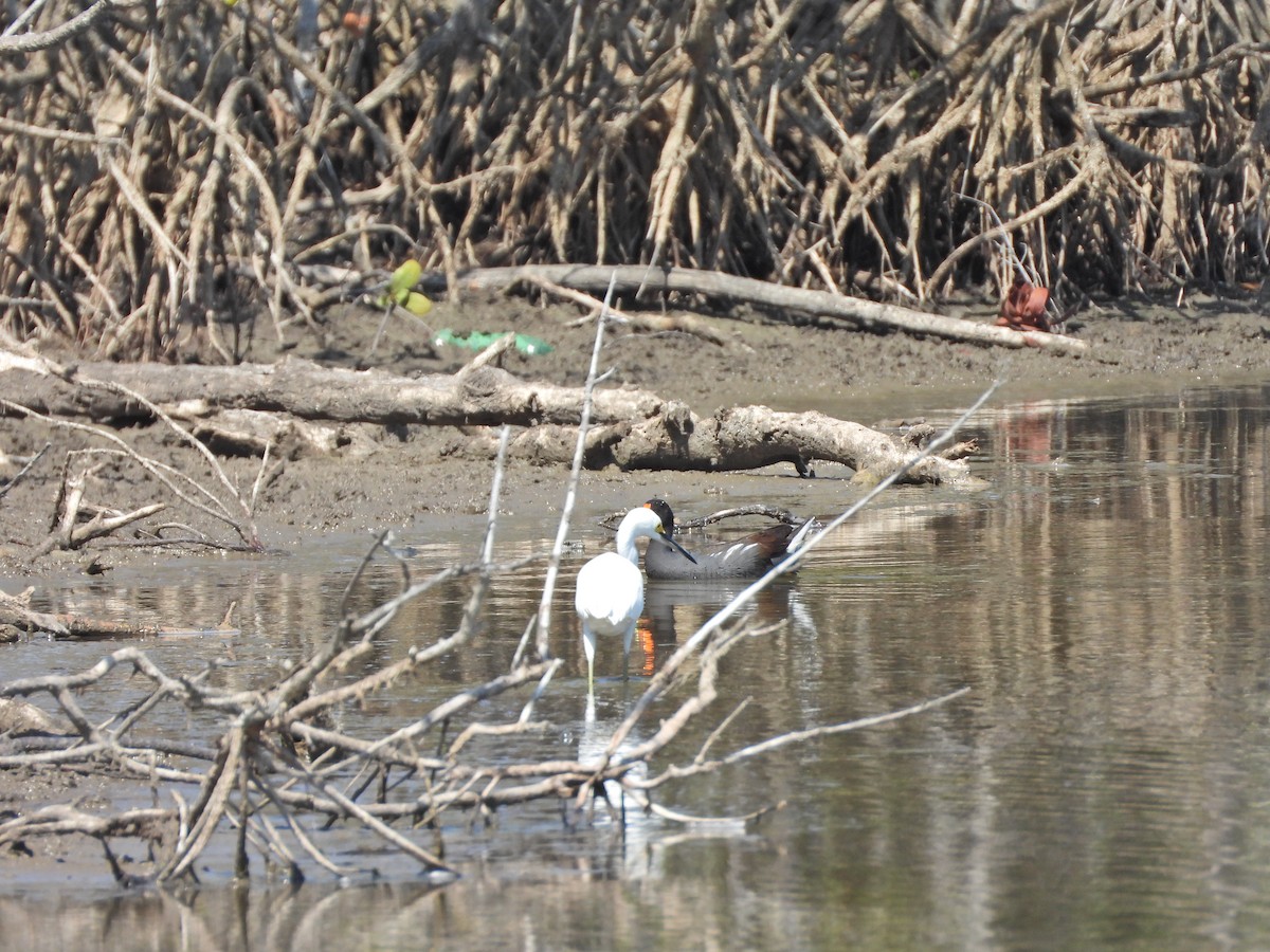 Snowy Egret - ML632733232
