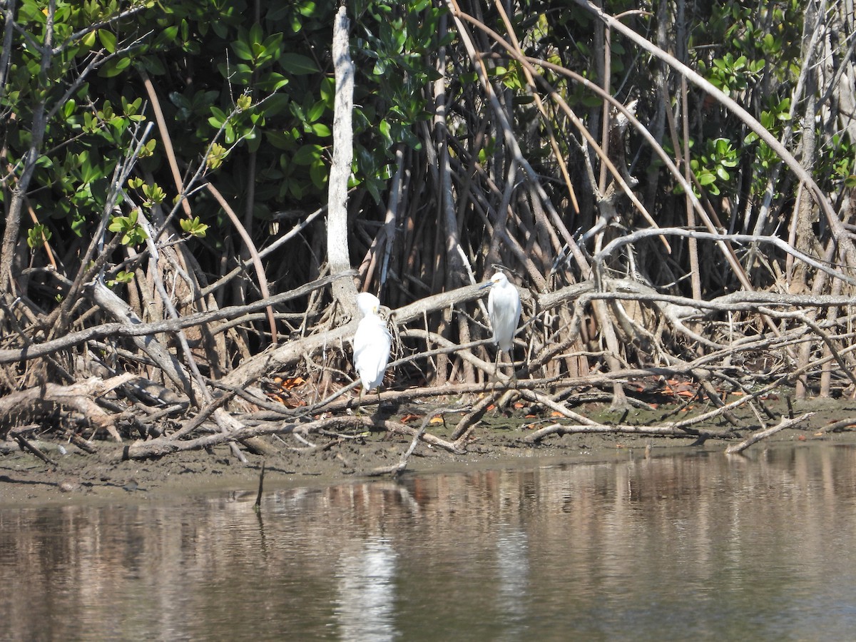 Snowy Egret - ML632733235