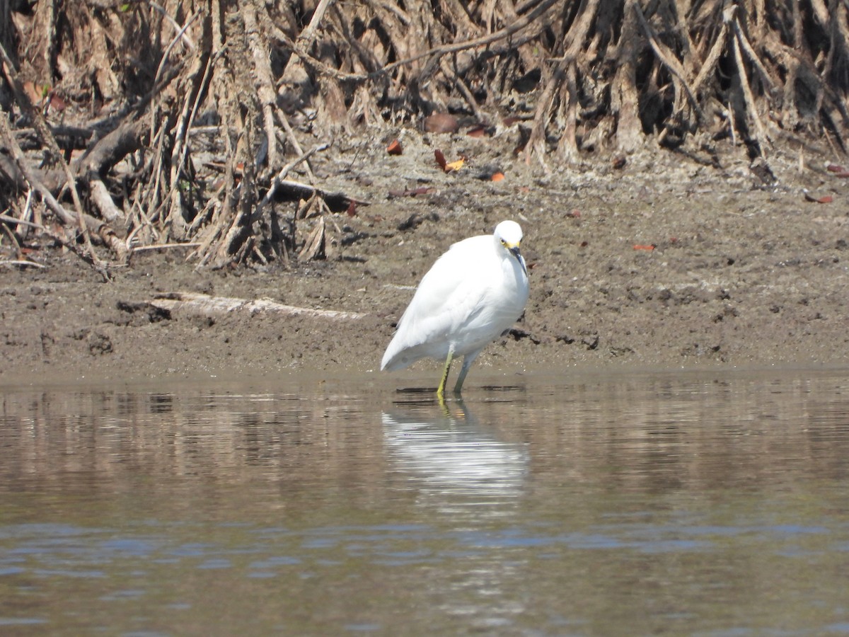 Snowy Egret - ML632733236