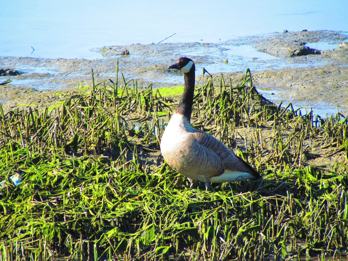 Canada Goose - ML632733422
