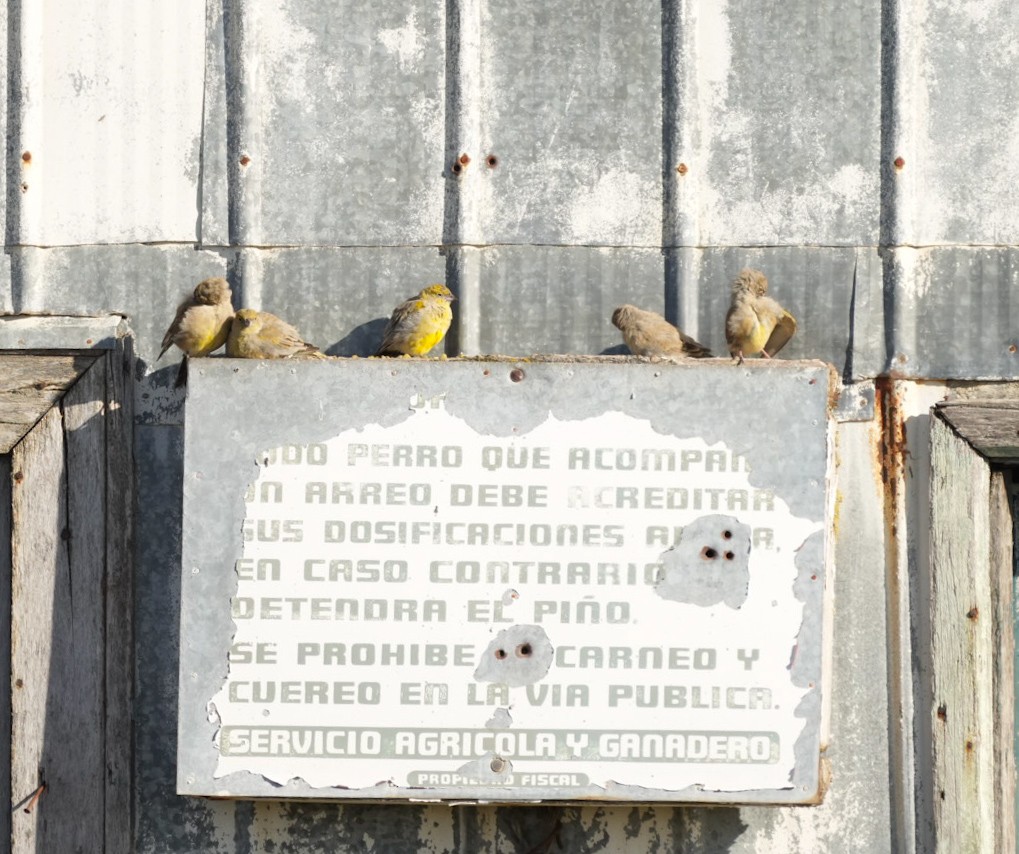 Patagonian Yellow-Finch - ML632733438