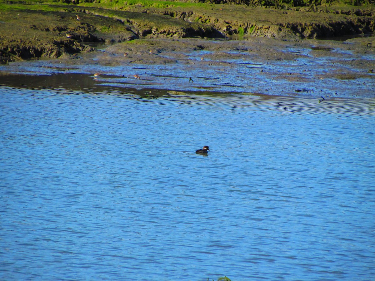 Bufflehead - ML632733440
