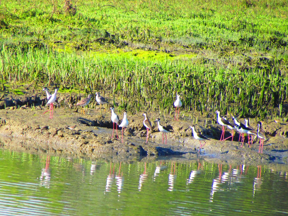 Black-necked Stilt (Black-necked) - ML632733458