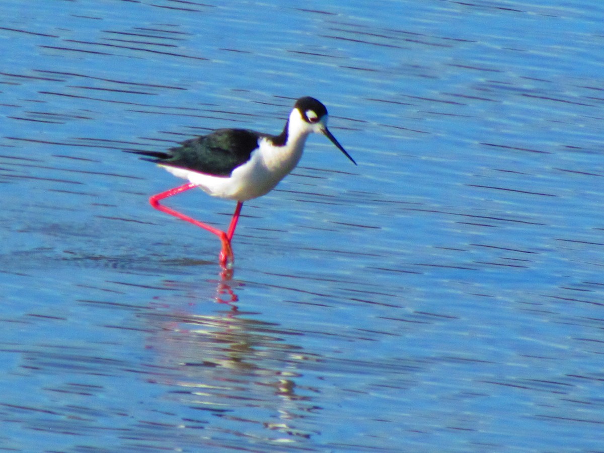 Black-necked Stilt (Black-necked) - ML632733473