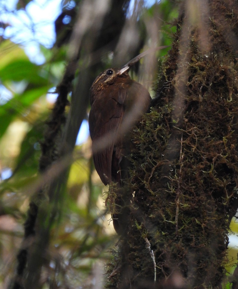 Greater Scythebill - ML632733486