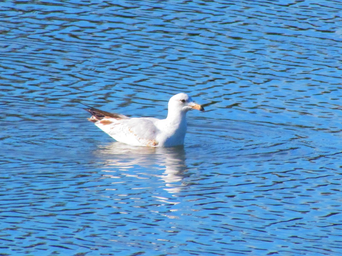 California Gull - ML632733503