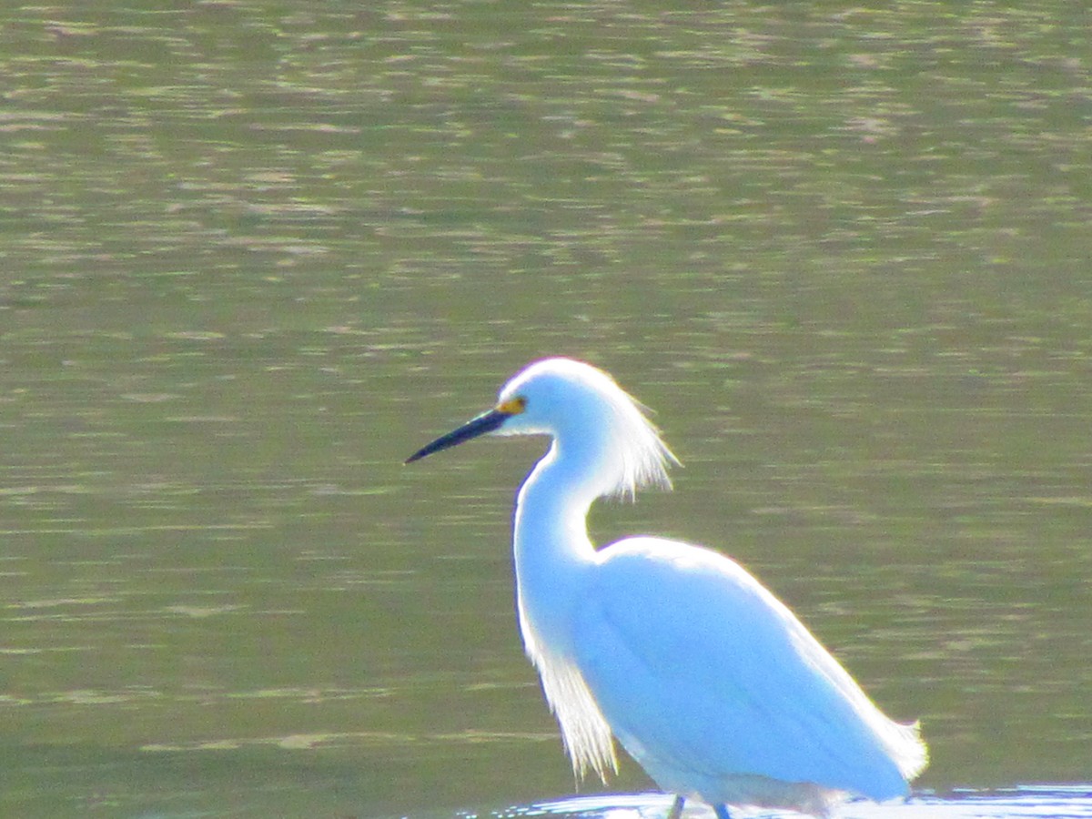 Snowy Egret - ML632733510