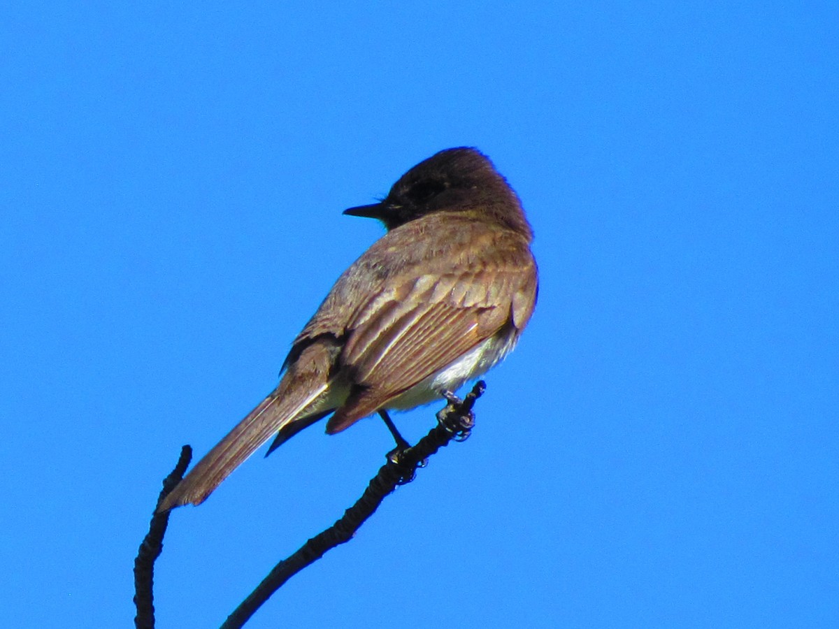 Black Phoebe - ML632733540