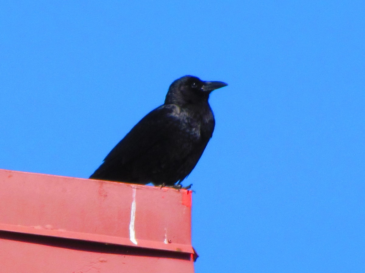American Crow - ML632733544