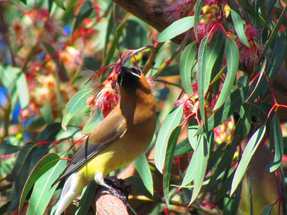 Cedar Waxwing - ML632733553