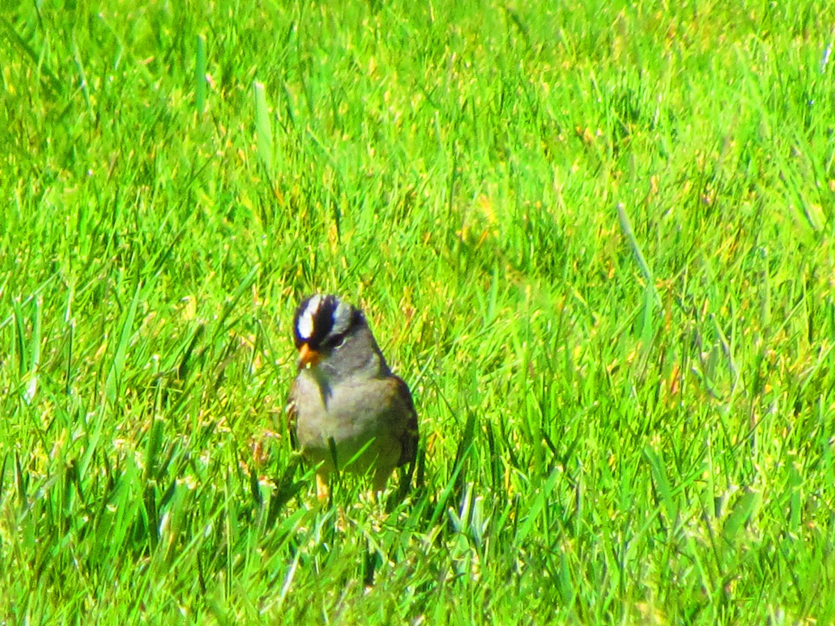 White-crowned Sparrow - ML632733563