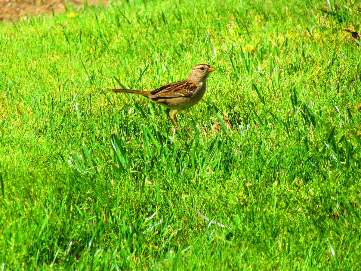 White-crowned Sparrow - ML632733566