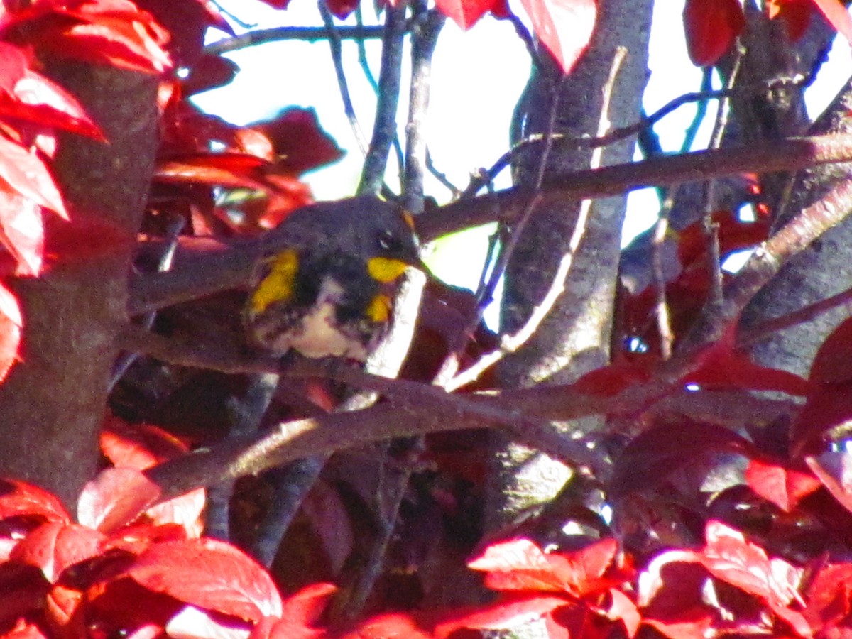 Yellow-rumped Warbler - ML632733588