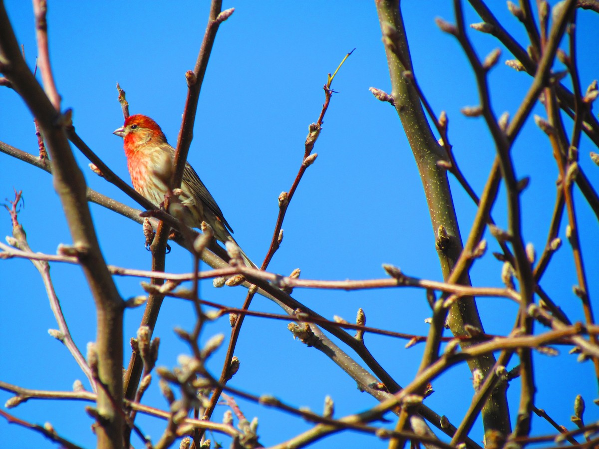 House Finch - ML632733623
