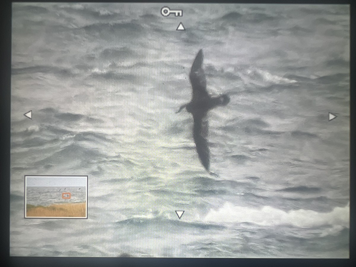 Great Shearwater - ML632733635