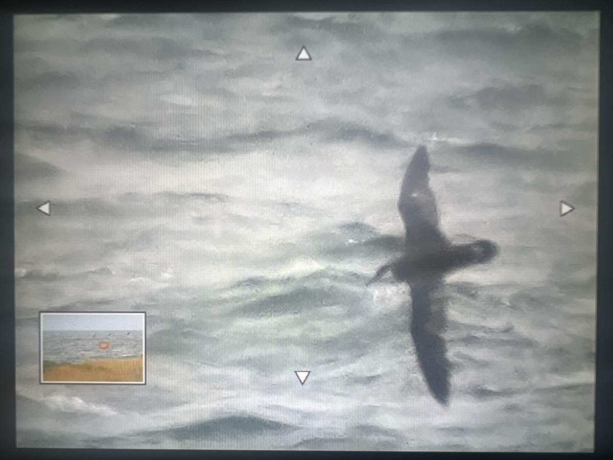 Great Shearwater - ML632733636