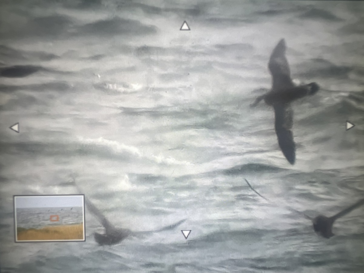 Great Shearwater - ML632733637