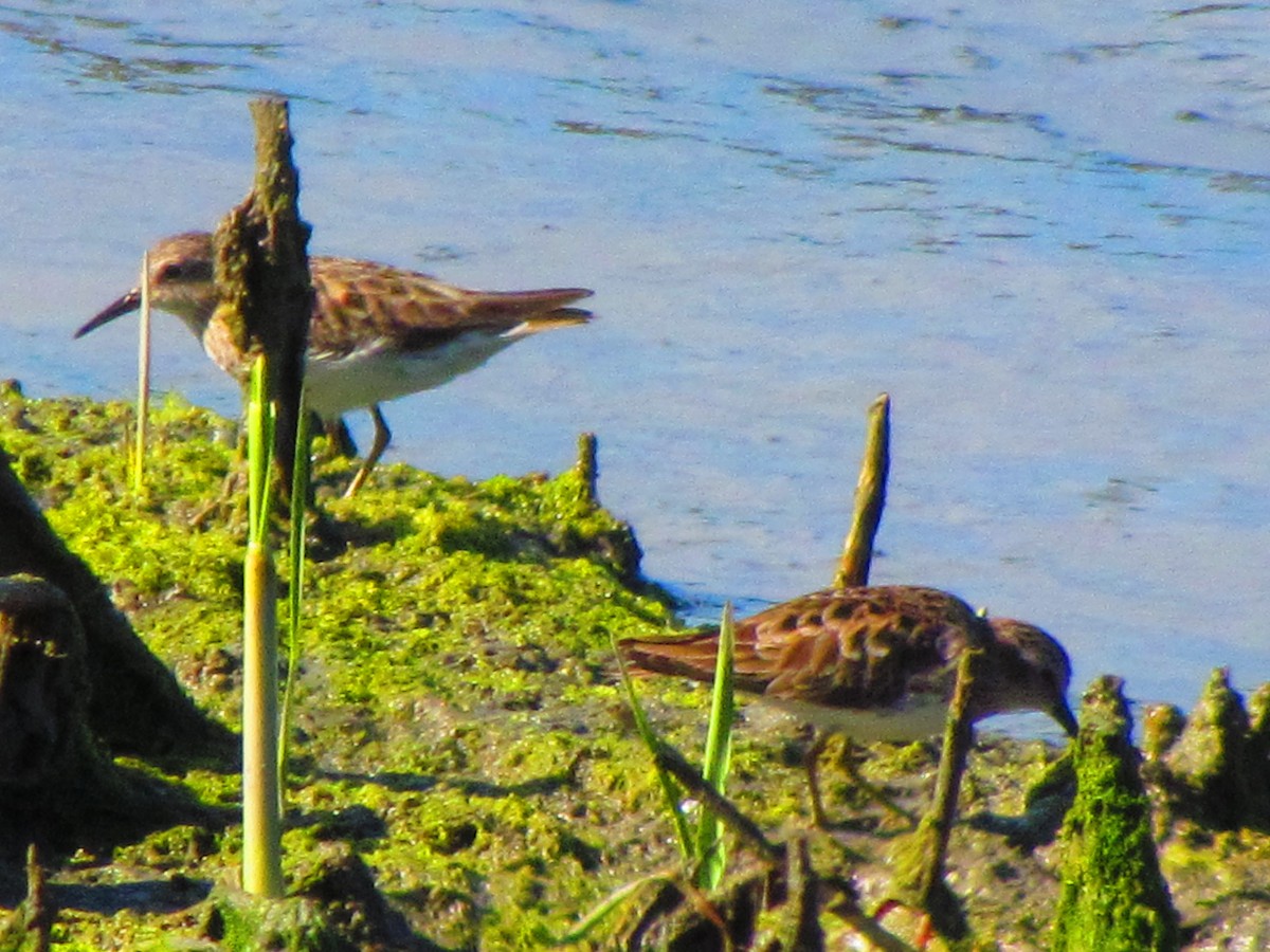 Least Sandpiper - ML632733638