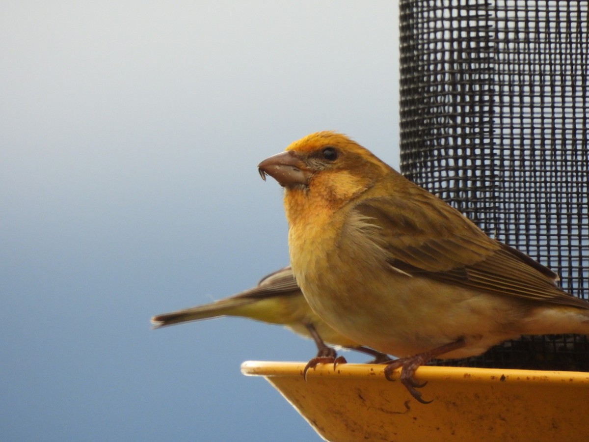 hýl nachový - ML632733692