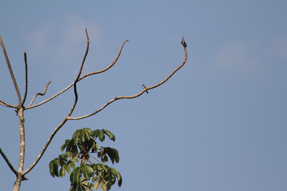 Brown-chested Martin - ML632733700