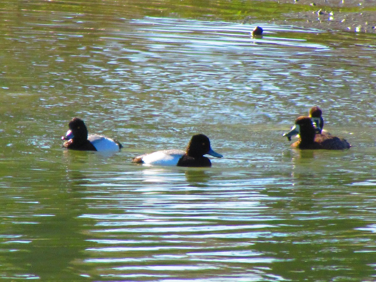 Lesser Scaup - ML632733723