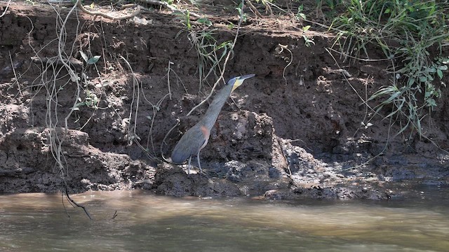Bare-throated Tiger-Heron - ML632733782