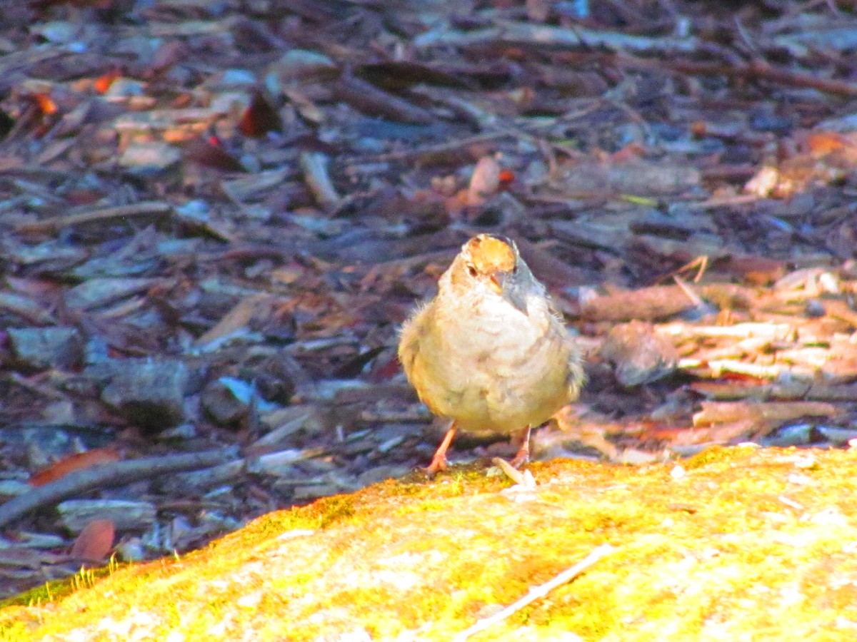 Golden-crowned Sparrow - ML632733796